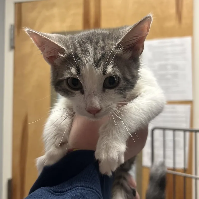 A baby small-sized male White Domestic Short Hair cat named Dorito for adoption in Chattanooga, TN