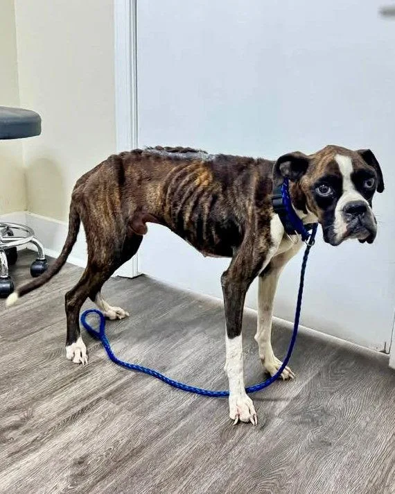 A young large-sized male Boxer dog named Gideon for adoption in Monticello, NY