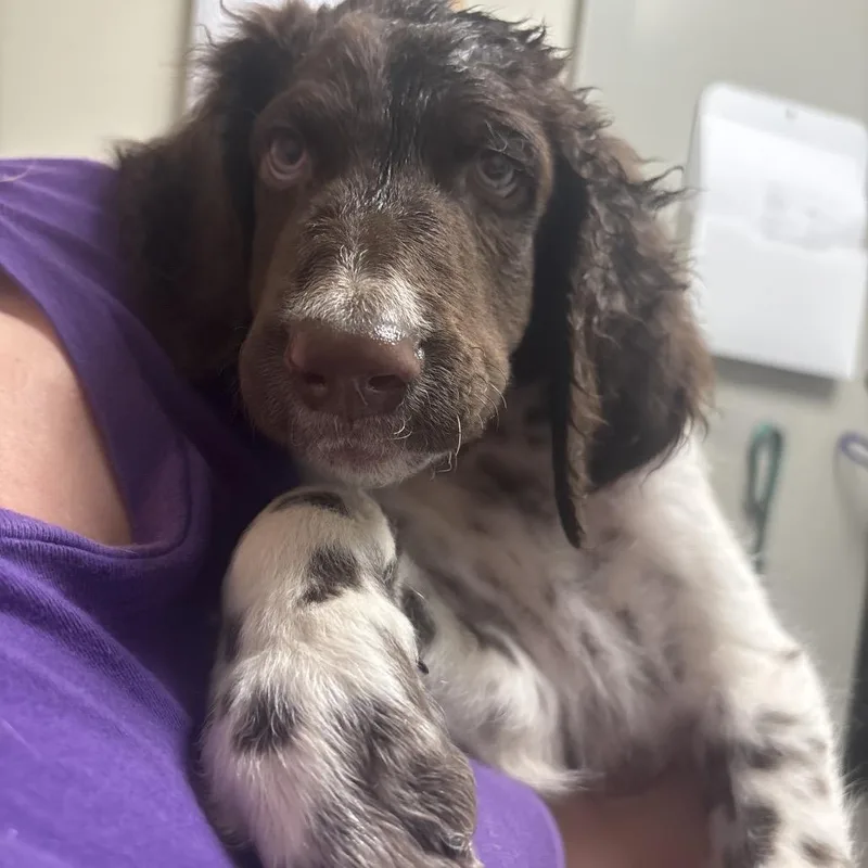 A baby medium-sized male Brown / Chocolate Poodle dog named Bourbon for adoption in Tulsa, OK