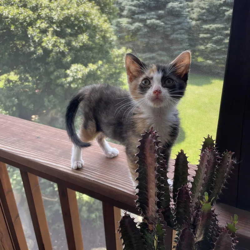 A baby small-sized female Calico Domestic Short Hair cat named Callie for adoption in Mineral Point, WI