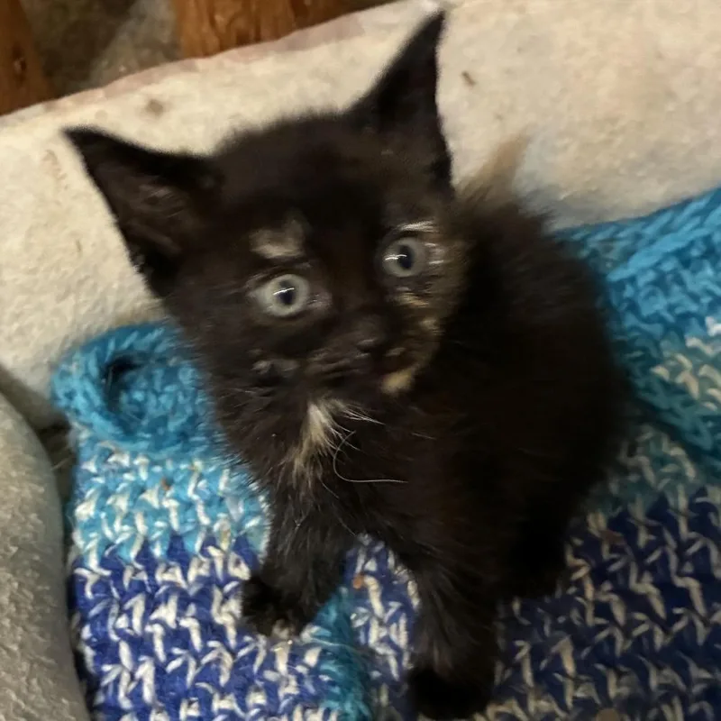 A baby small-sized female Domestic Short Hair cat named Beta for adoption in Cumming, GA