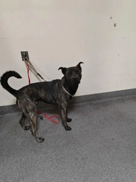 A young large-sized male Staffordshire Bull Terrier dog named Blue for adoption in Los Angeles, CA