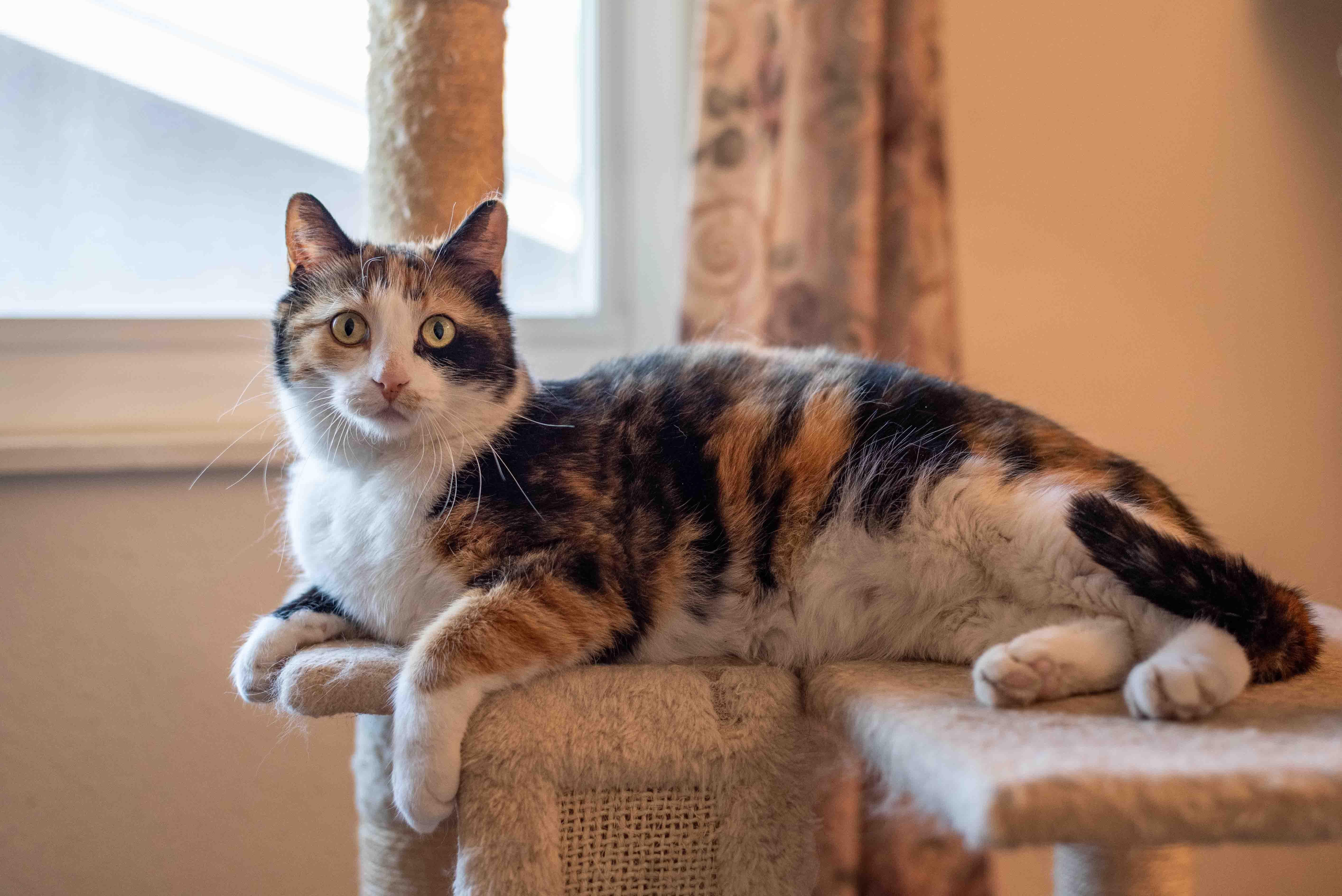 An adult medium-sized female Calico Calico cat named Remi for adoption in Colorado Springs, CO