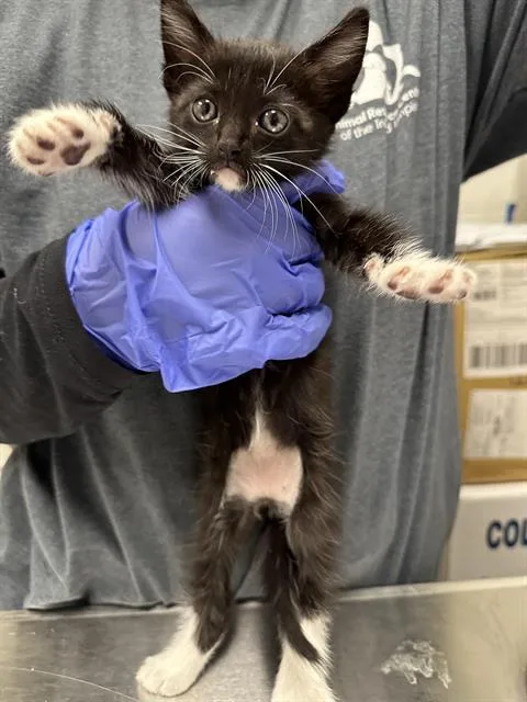 A baby small-sized male Domestic Short Hair cat named Buzz for adoption in Ontario, CA