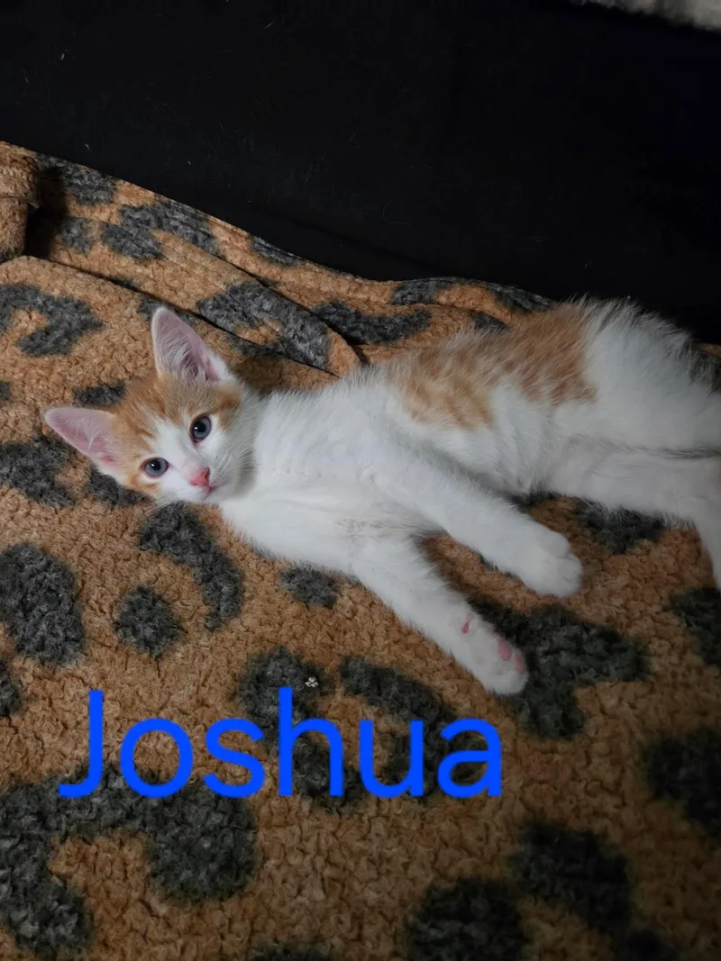 A baby medium-sized male Orange & White Domestic Short Hair cat named Joshua for adoption in Blaine, MN