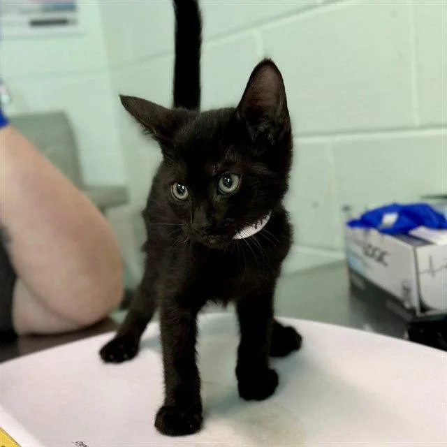 A baby small-sized male Domestic Short Hair cat named Jeff for adoption in Tavares, FL