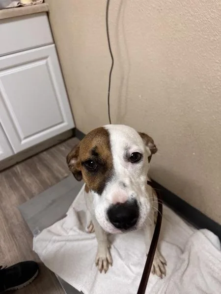 A young medium-sized female Shepherd dog named Peach for adoption in Oceanside, CA