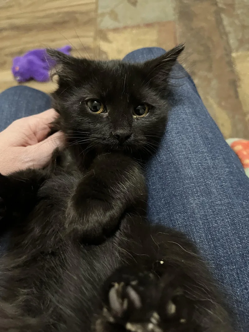 A baby medium-sized female Black Domestic Medium Hair cat named Moon Glow for adoption in Eureka, MO