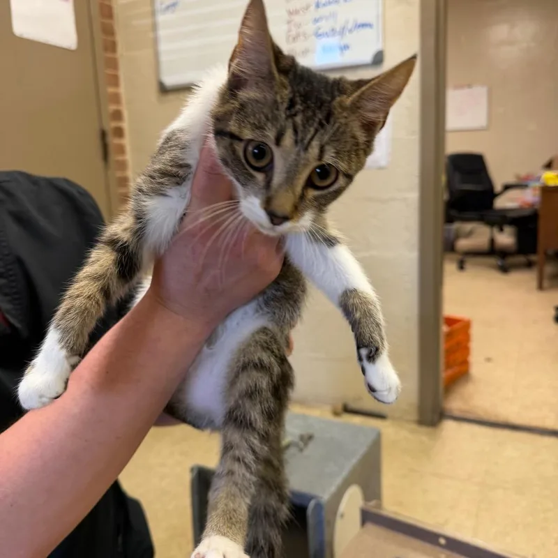 A baby small-sized male Brown / Chocolate Domestic Short Hair cat named Lennox for adoption in Birmingham, AL