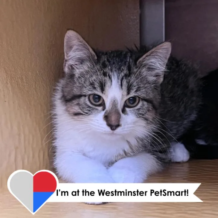 A young medium-sized female Brown / Chocolate Domestic Short Hair cat named Po for adoption in Fort Collins, CO
