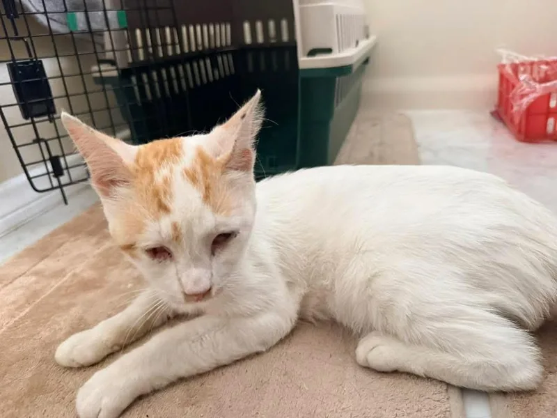 A young medium-sized male Orange & White Domestic Short Hair cat named Bob for adoption in Huntington Beach, CA