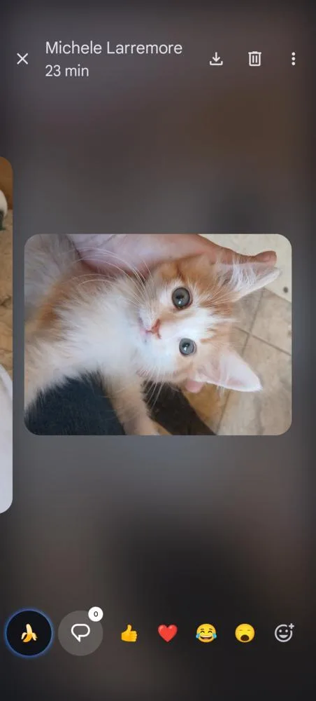 A baby small-sized male Orange & White Domestic Short Hair cat named Jock for adoption in Thatcher, AZ