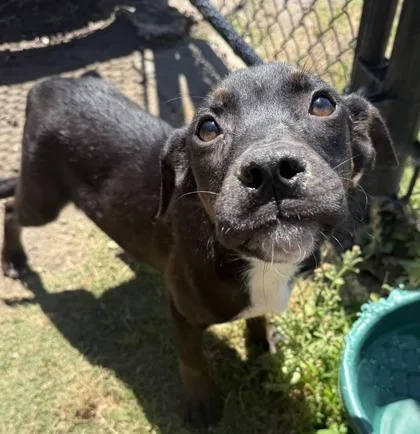 A baby small-sized male Pit Bull Terrier dog named Bart for adoption in Conway, SC