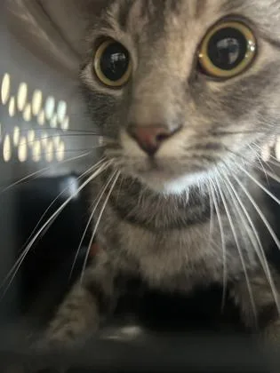 An adult small-sized female Domestic Short Hair cat named Storm for adoption in Largo, FL