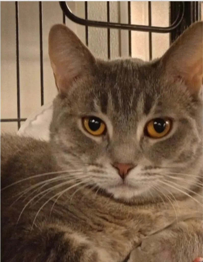 An adult medium-sized female Domestic Short Hair cat named Allie for adoption in Saginaw, MI