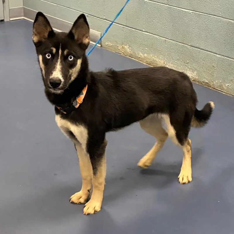 A young medium-sized female Husky dog named Marble for adoption in Greensboro, NC