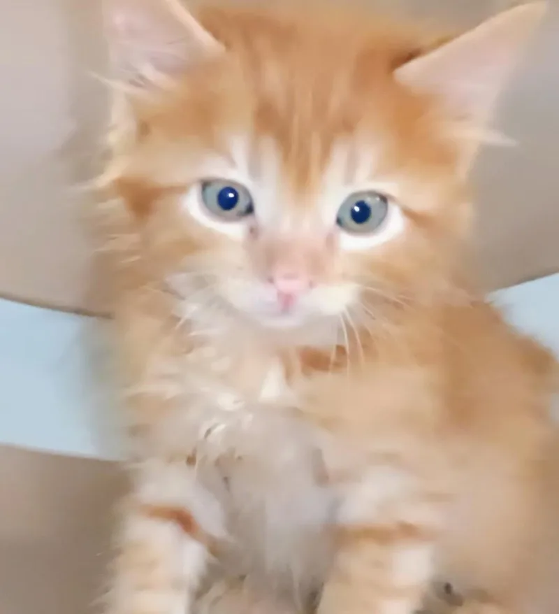 A baby small-sized male Orange & White Tabby cat named Pork Dumpling for adoption in Laguna Beach, CA