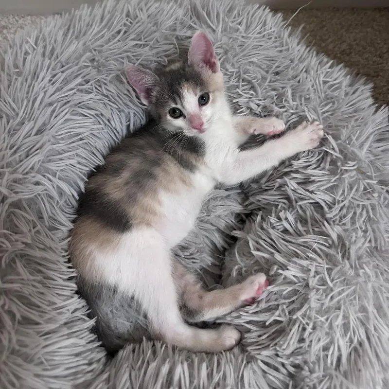 A baby small-sized female Calico Domestic Short Hair cat named Elle C for adoption in Prosper, TX