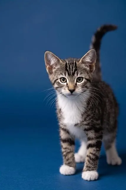 A baby small-sized male Domestic Short Hair cat named Blueberry for adoption in Belleville, IL