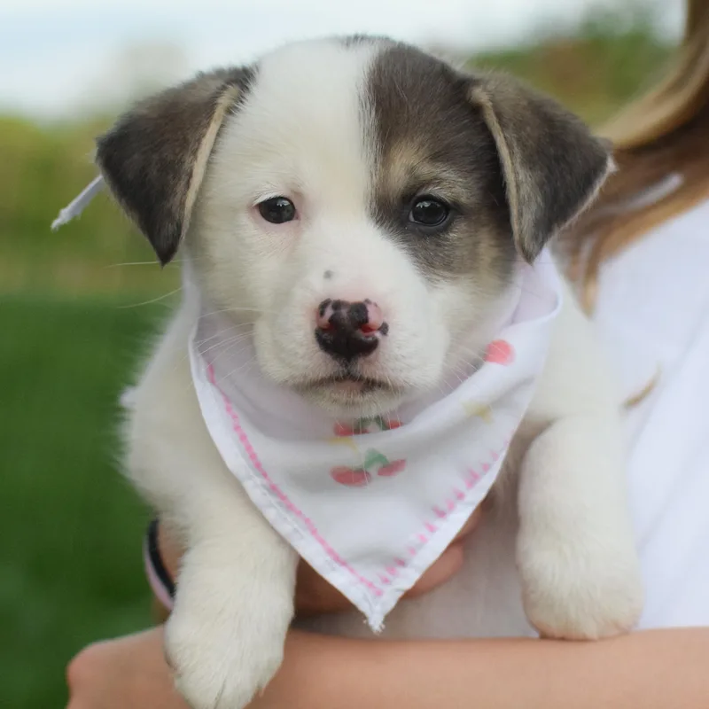 A baby medium-sized male Beagle dog named Sanchoavail for adoption in West Grove, PA