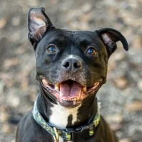 Squirrely thumbnail 2