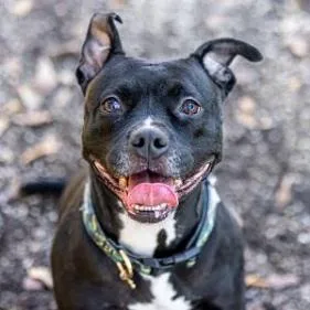 Squirrely thumbnail 3