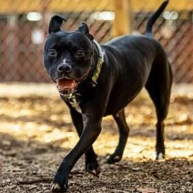 Squirrely thumbnail 4