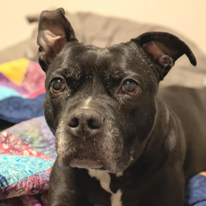 Squirrely thumbnail 5