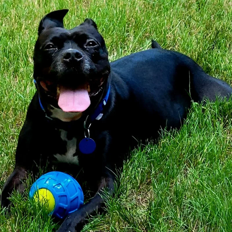 Squirrely thumbnail 6