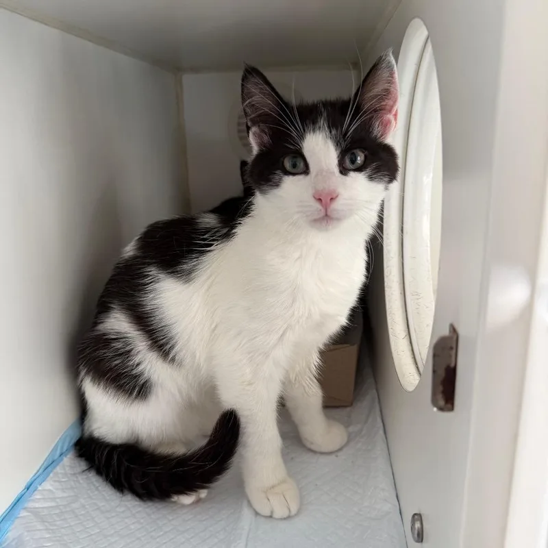 A baby small-sized male White Domestic Short Hair cat named Sprout for adoption in Naperville, IL