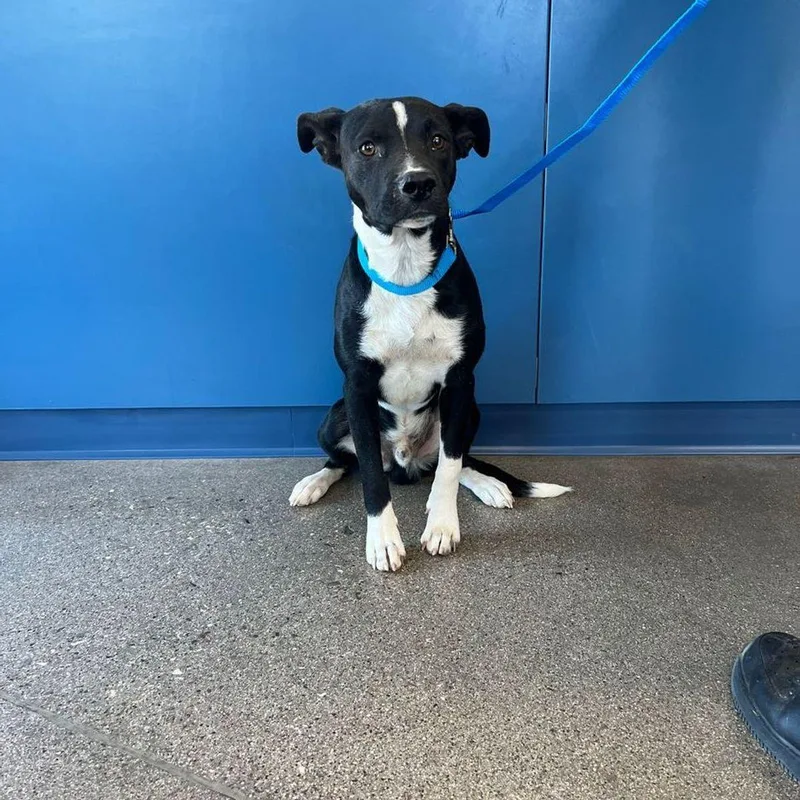 An adult medium-sized male Black American Staffordshire Terrier dog named Sabio for adoption in Kingman, AZ