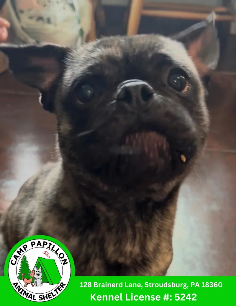 A young medium-sized male Pug dog named Apollo for adoption in Stroudsburg, PA