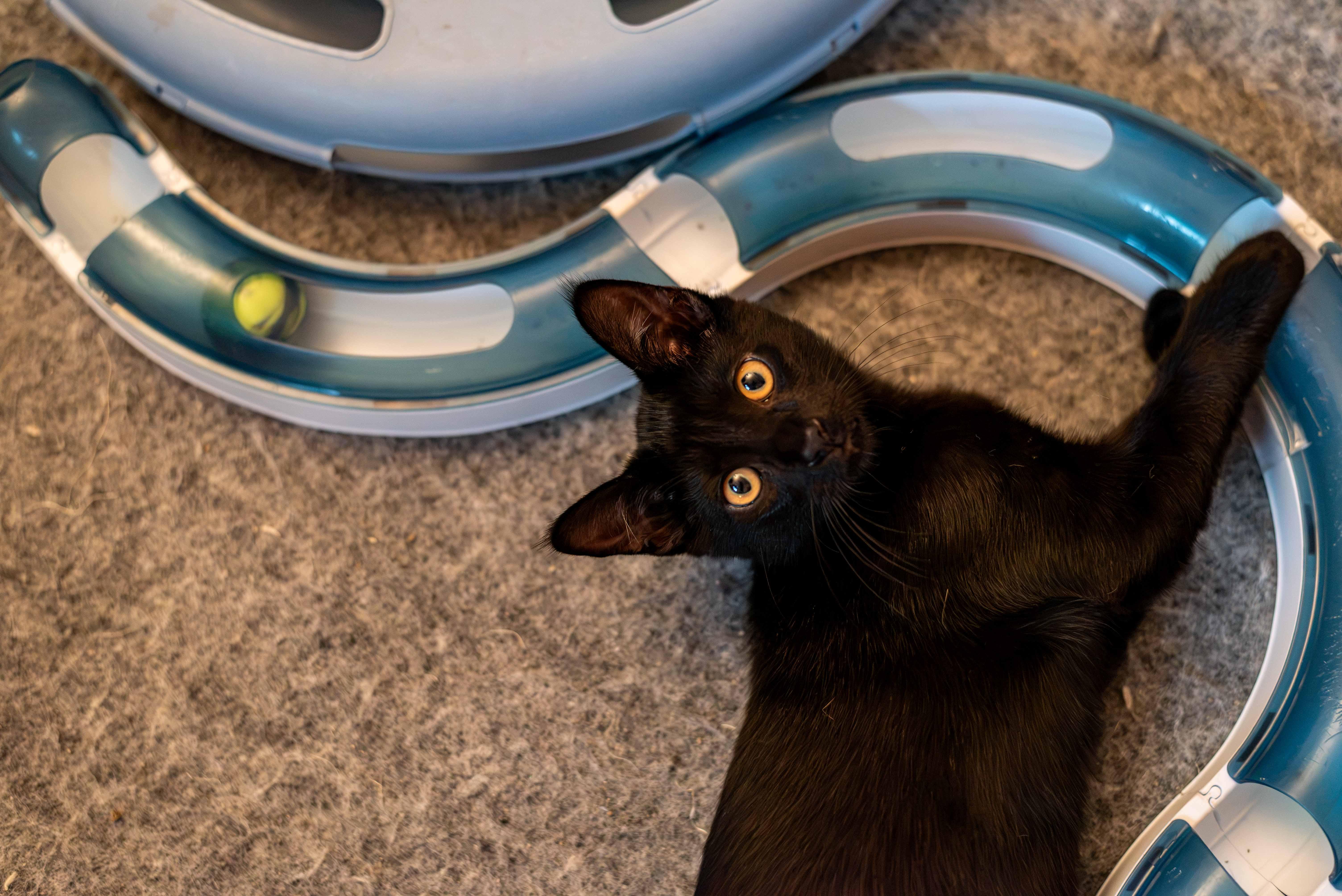 A baby medium-sized male Black Domestic Short Hair cat named Zephyr for adoption in Colorado Springs, CO