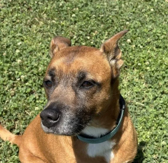 An adult large-sized male Boxer dog named Milo for adoption in Tulsa, OK