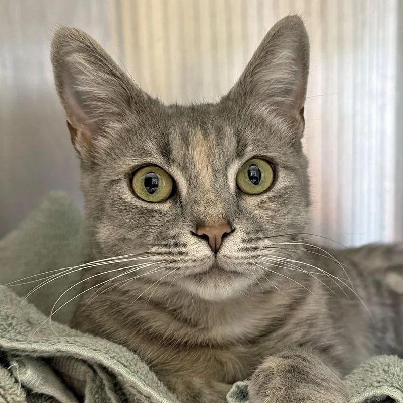 A young medium-sized female Dilute Tortoiseshell Domestic Short Hair cat named Cleo for adoption in East Falmouth, MA