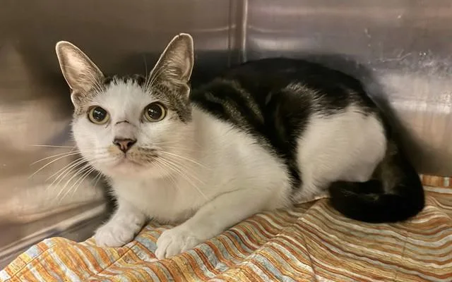 A young medium-sized male Domestic Short Hair cat named Maxwell for adoption in Sarasota, FL