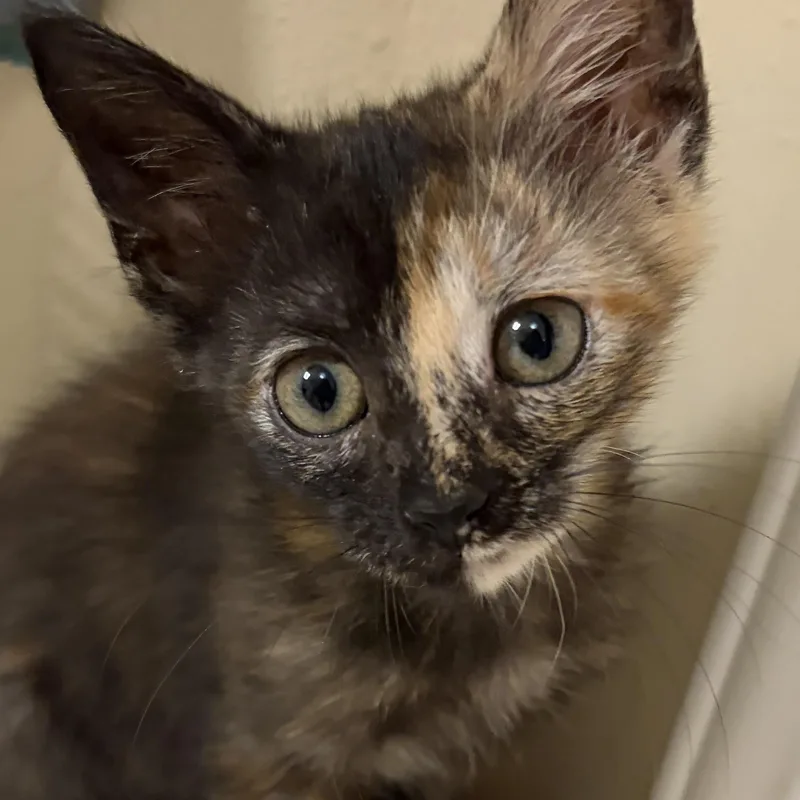 A baby medium-sized female Tortoiseshell Domestic Short Hair cat named Patches for adoption in Liverpool, TX