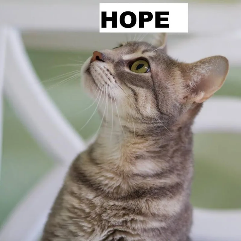 A young medium-sized female Domestic Short Hair cat named Hope for adoption in Zimmerman, MN