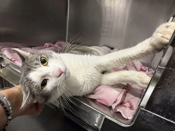 A young medium-sized male Domestic Short Hair cat named Waterbowl for adoption in New York, NY
