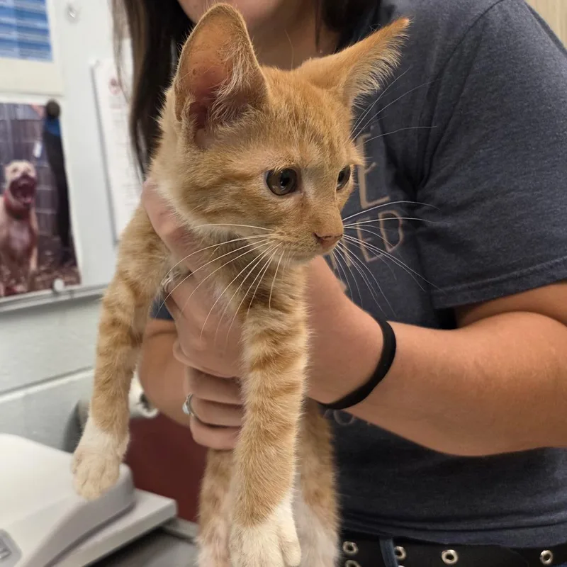 A baby small-sized male Orange / Red Domestic Short Hair cat named Slemmy for adoption in Chattanooga, TN