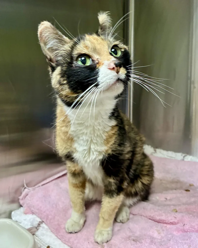 A senior small-sized female Black Domestic Short Hair cat named Auntie Nisha for adoption in Oakland, CA