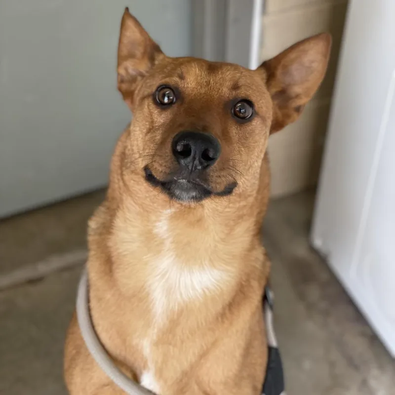 An adult medium-sized male Yellow / Tan / Blond / Fawn Cattle Dog dog named Buster for adoption in Riverside, CA