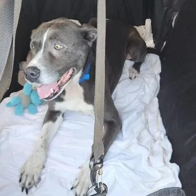 A senior medium-sized male Gray / Blue / Silver Pit Bull Terrier dog named Eli for adoption in Turlock, CA