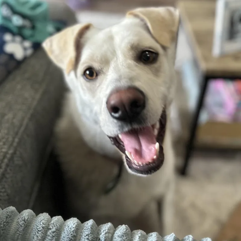 An adult large-sized female White / Cream Mixed Breed dog named Maisie for adoption in Buffalo, MN