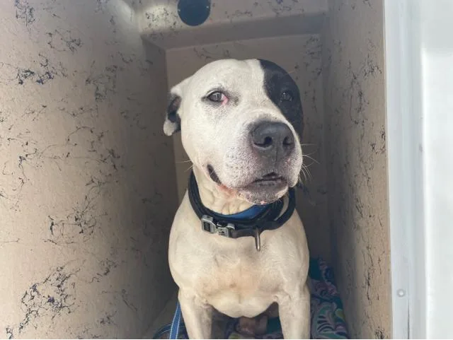 An adult large-sized male Mixed Breed dog named Larry for adoption in West Palm Beach, FL