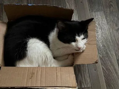 A young small-sized male Domestic Medium Hair cat named Zorro for adoption in Williamsport, PA