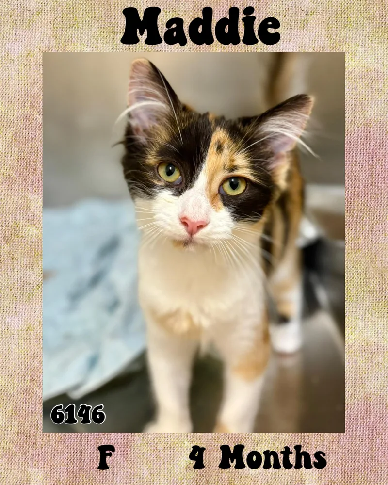 A young medium-sized female Calico Domestic Medium Hair cat named Maddie for adoption in Marvin, NC