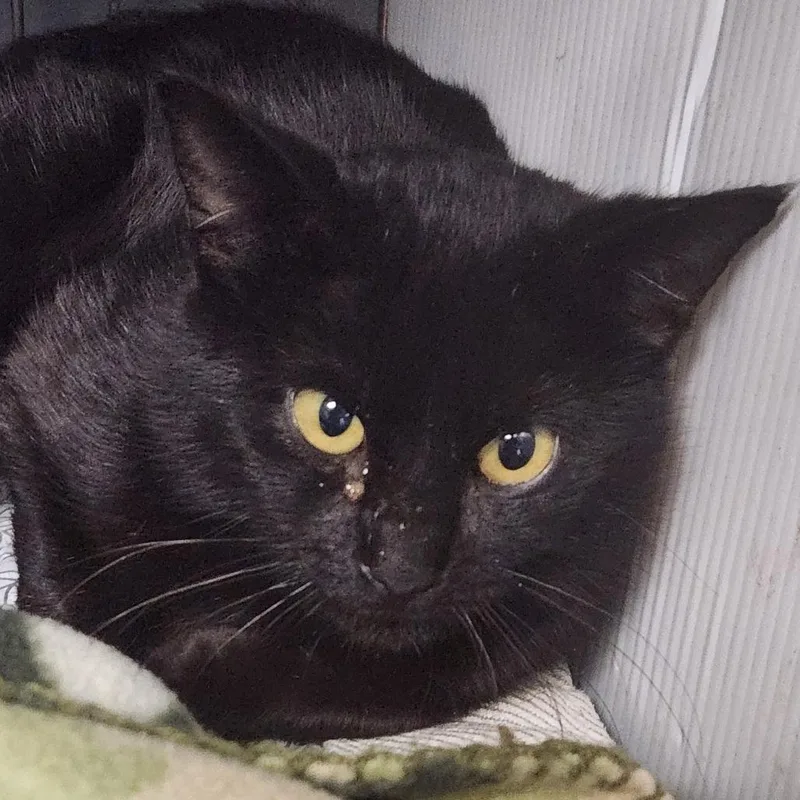 A young small-sized male Black Domestic Short Hair cat named Merlin C for adoption in Corsicana, TX