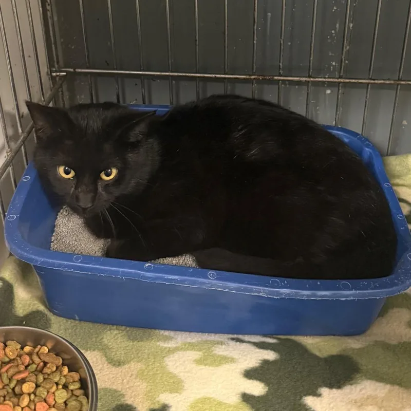 Merlin C thumbnail 2