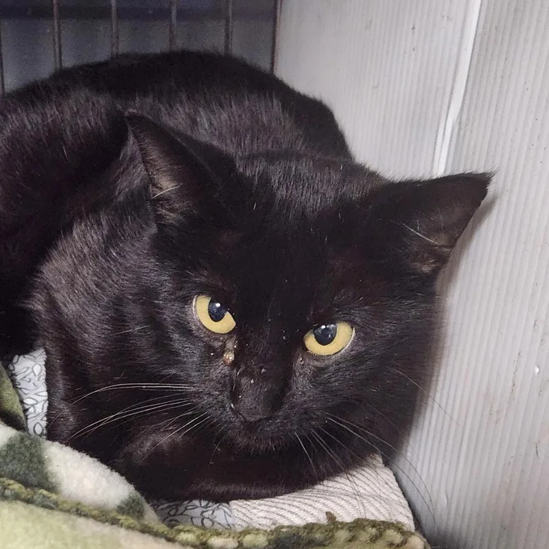 Merlin C thumbnail 3